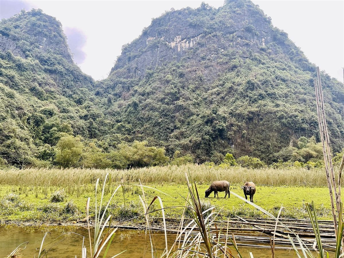 Đôi trâu gặm cỏ trên cánh đồng dưới chân núi đá vôi