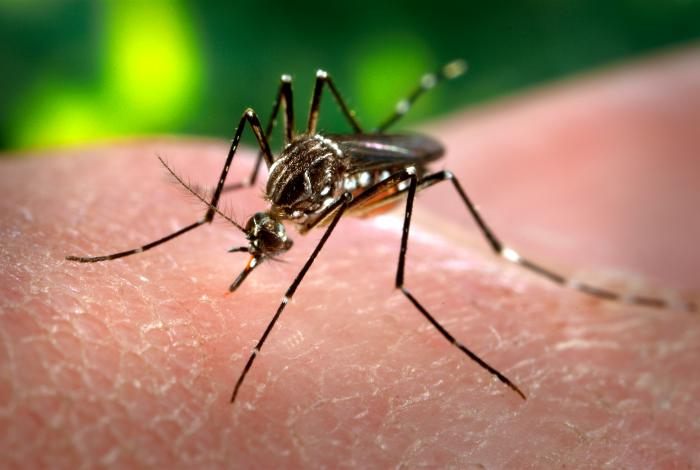 Muỗi vằn Aedes aegypti, loài muỗi truyền bệnh sốt xuất huyết, cần diệt lăng quăng để phòng bệnh mùa mưa