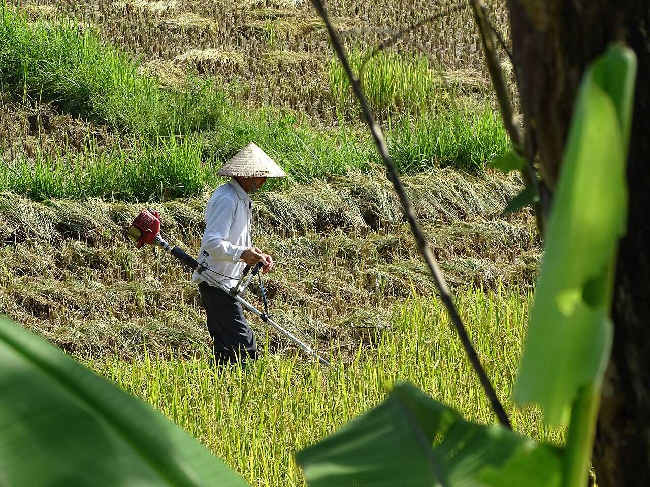 Bán nông sản online cho hộ nhỏ: bắt đầu từ chiếc điện thoại